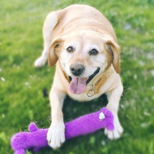 My Zoey ooey girl enjoying her bday gift. So in love with his pretty baby. #dog #loofa #dogbday #zoey #8yearsold